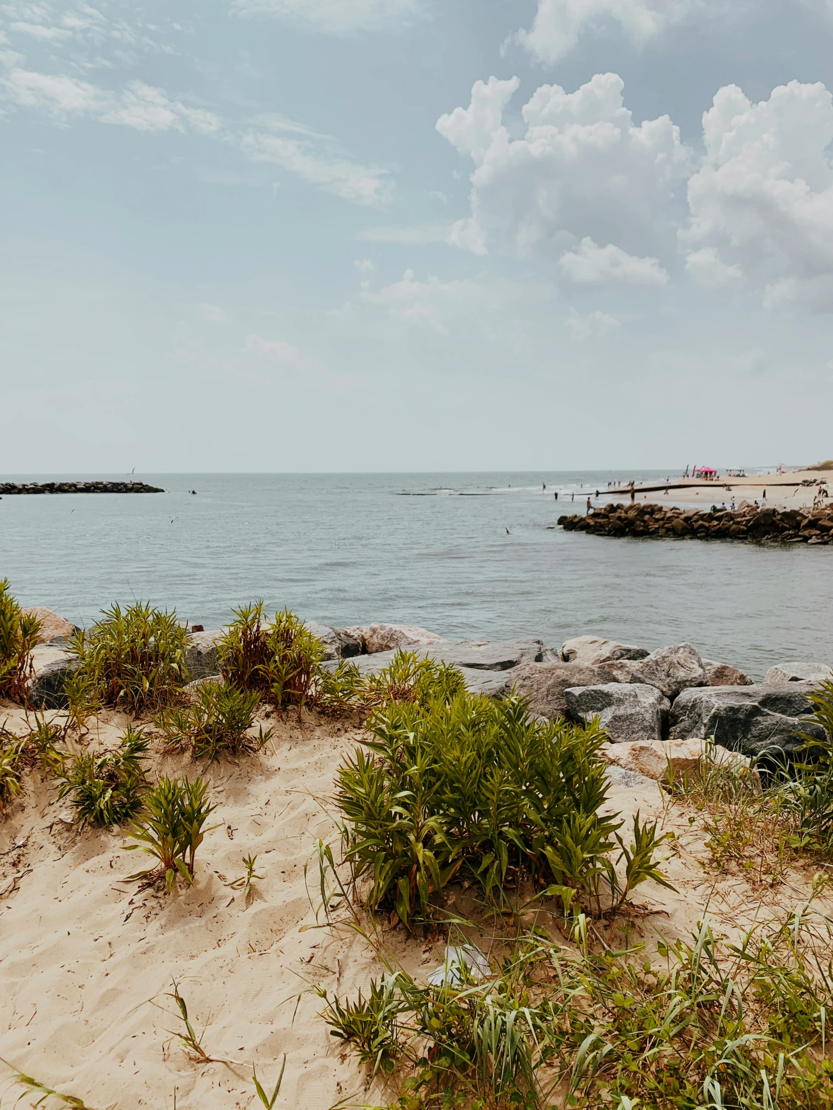 a sandy beach covered with grass and water