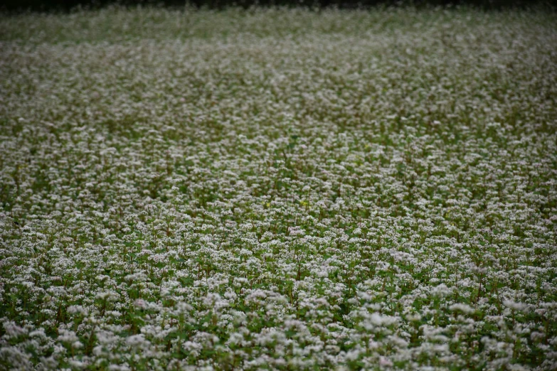 many different white flowers are growing in a field