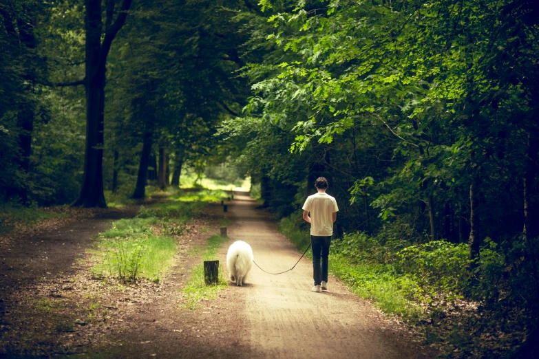 a man walking his dog down a dirt road through the woods