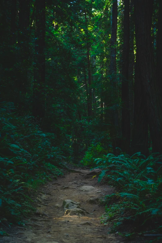 a lone bear standing on a dirt path in the middle of trees