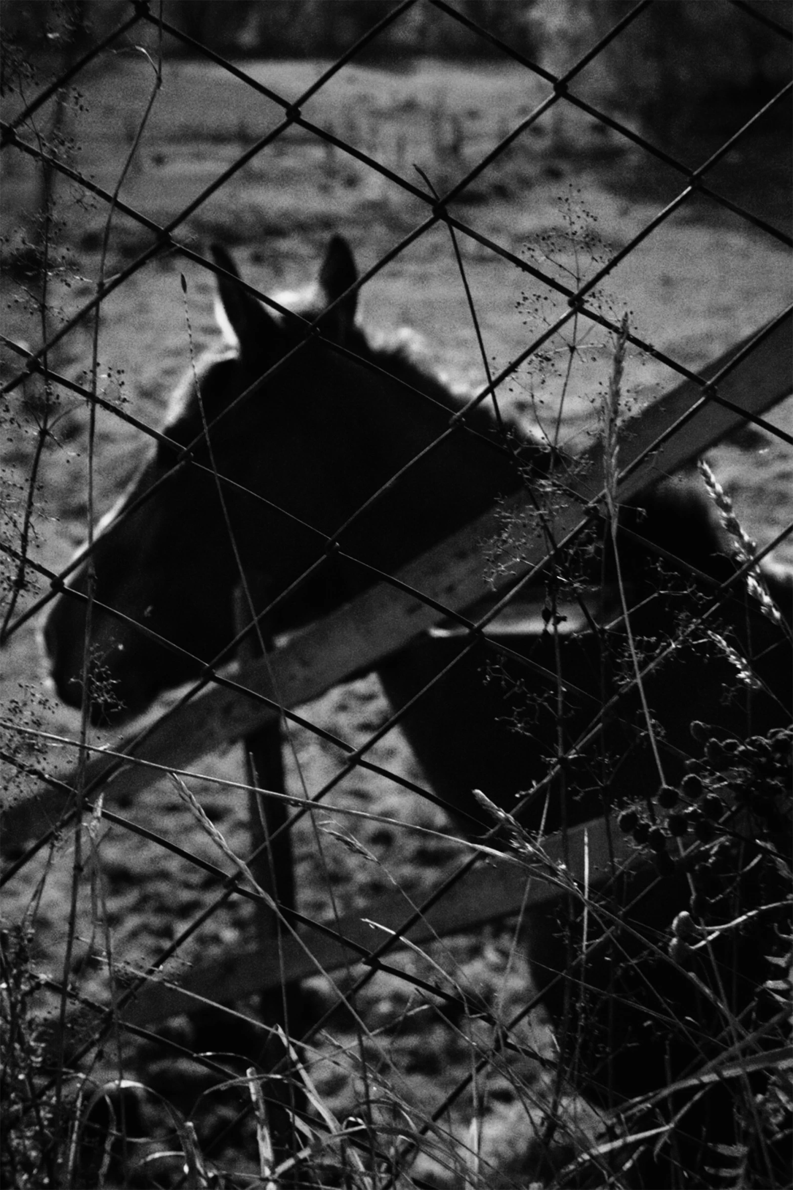 a horse looking through the fence at the camera