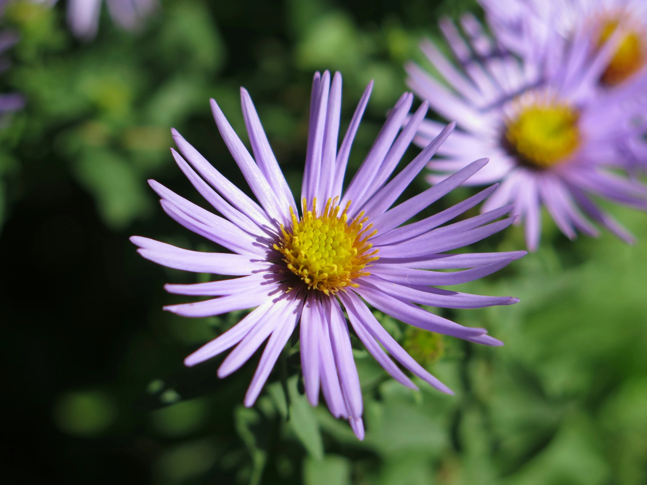 a close up s of some flowers in the field