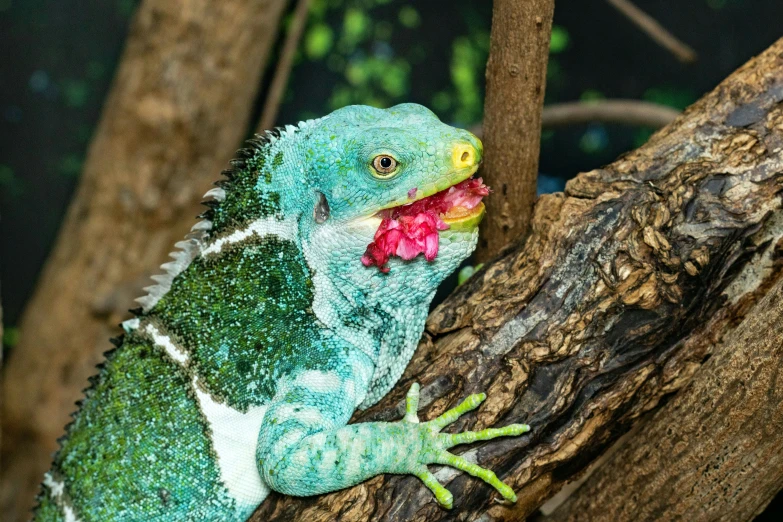 a blue - headed lizard with green feathers and red flowers is sitting on a tree nch