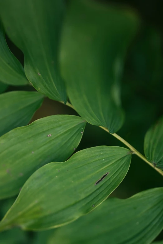 leaves, some large and some small in size