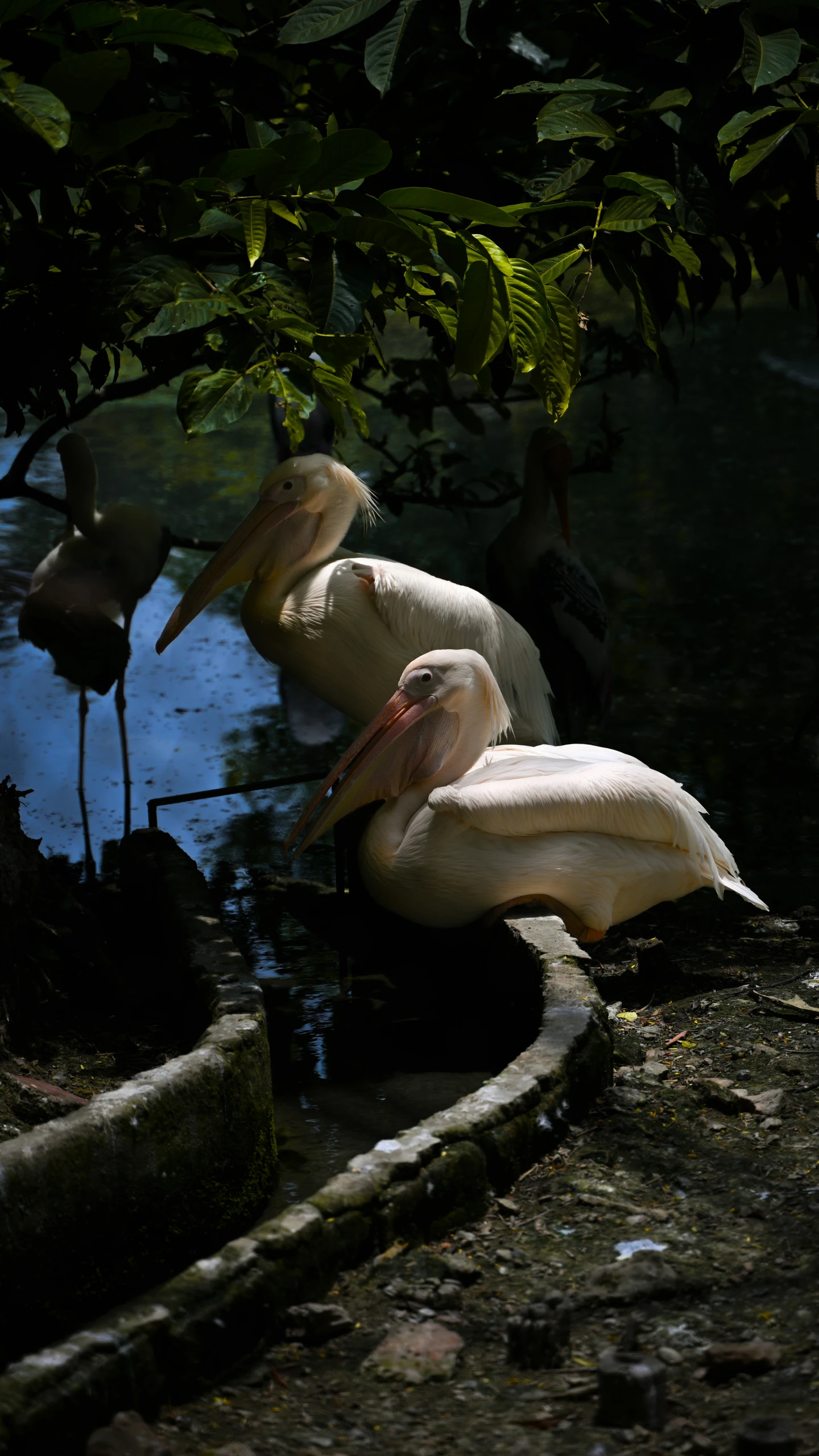 pelicans at the waters edge of a pond surrounded by trees