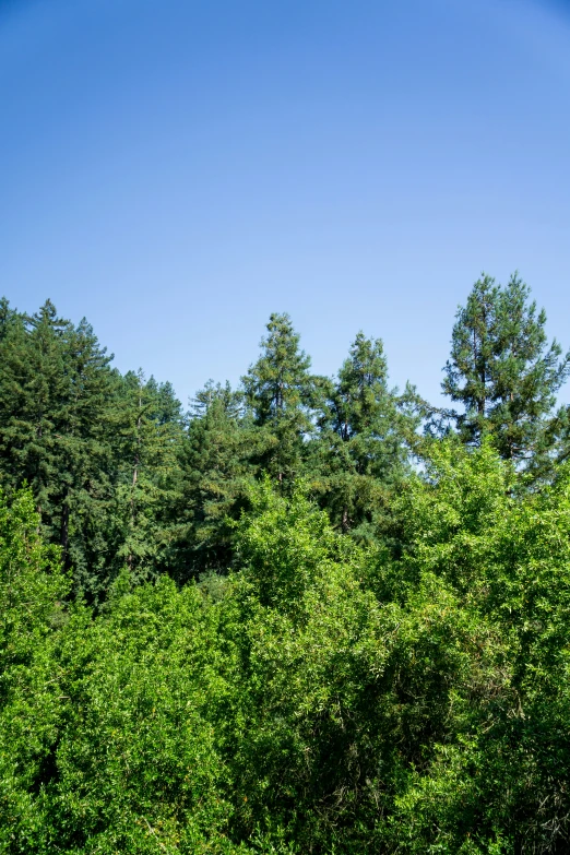 a bench surrounded by trees in front of a forest