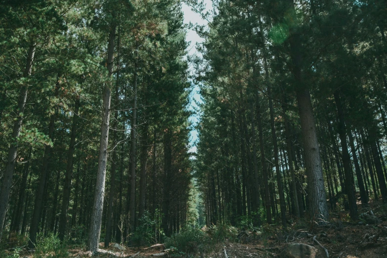 an empty wooded area with lots of tall trees