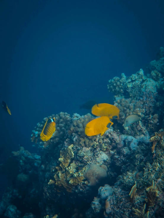 an underwater po shows three fish swimming next to a coral reef