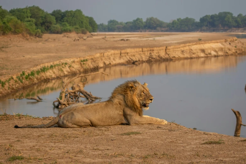 a lion is laying down by the water