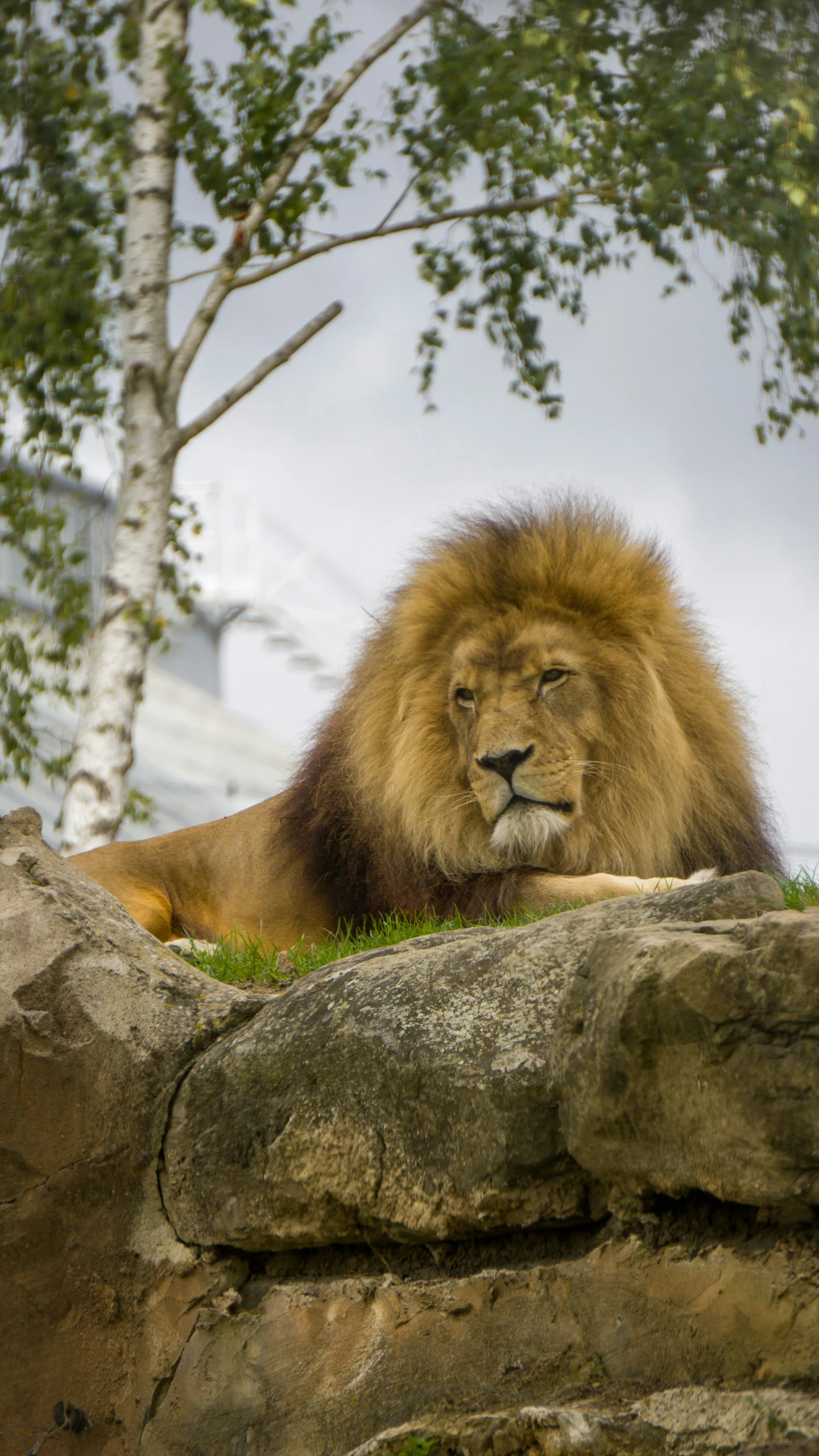 a lion laying on top of a rocky hillside