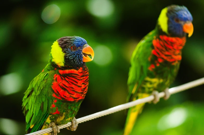 two colorful parrots are standing on top of the wire