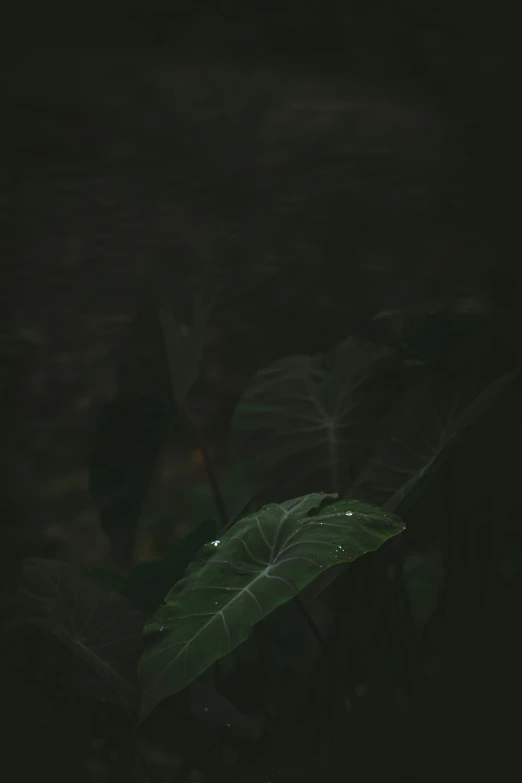 leaves are in the dark with droplets of water