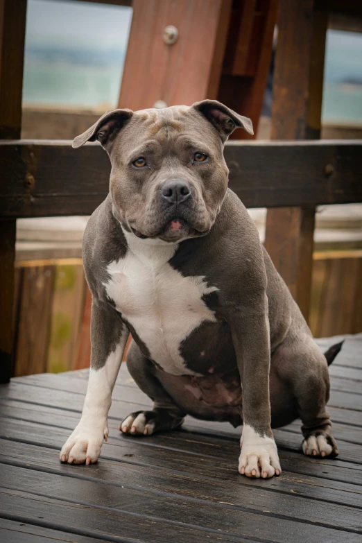 a grey and white pitbull is sitting on a deck