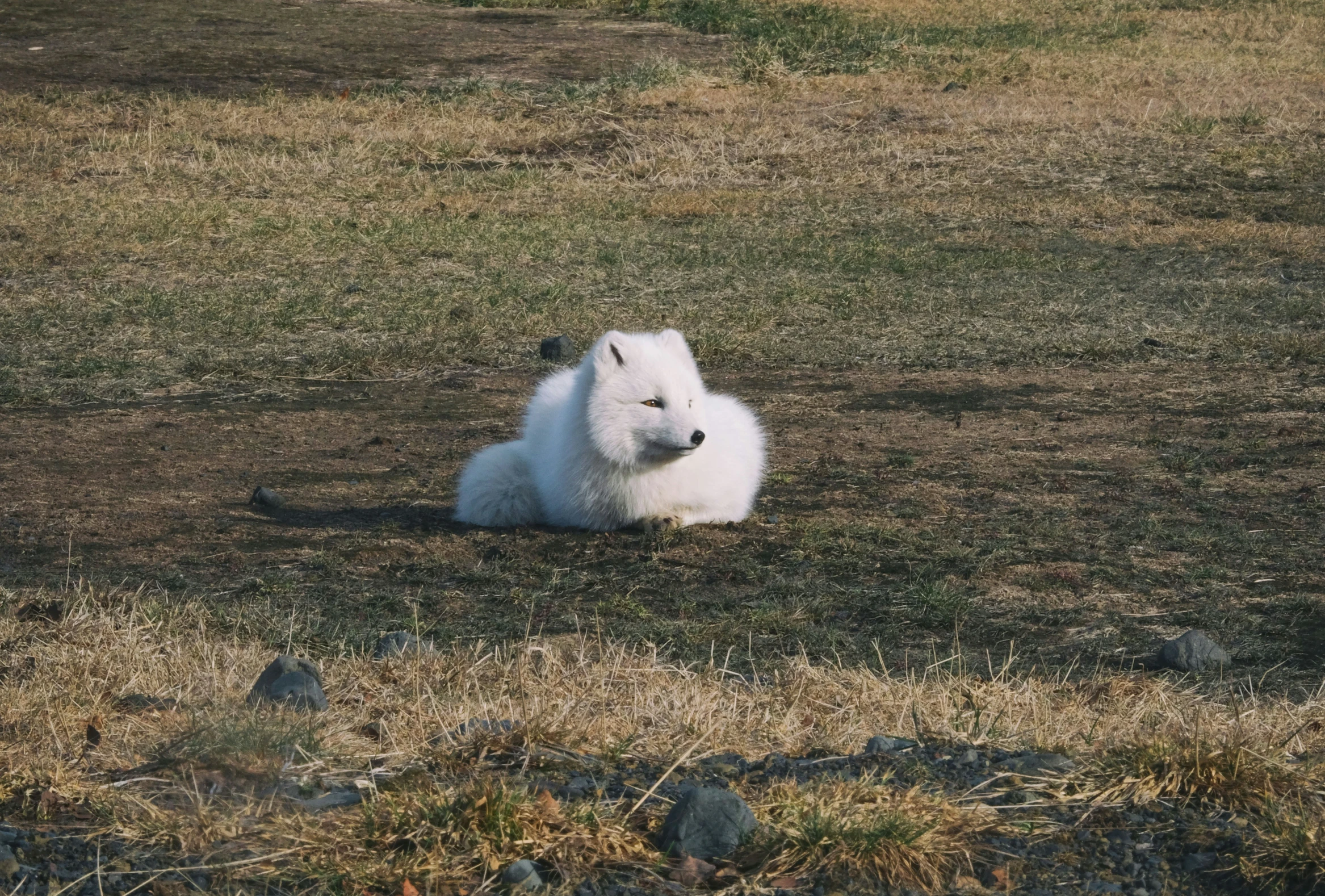 white dog laying down on a large grassy field