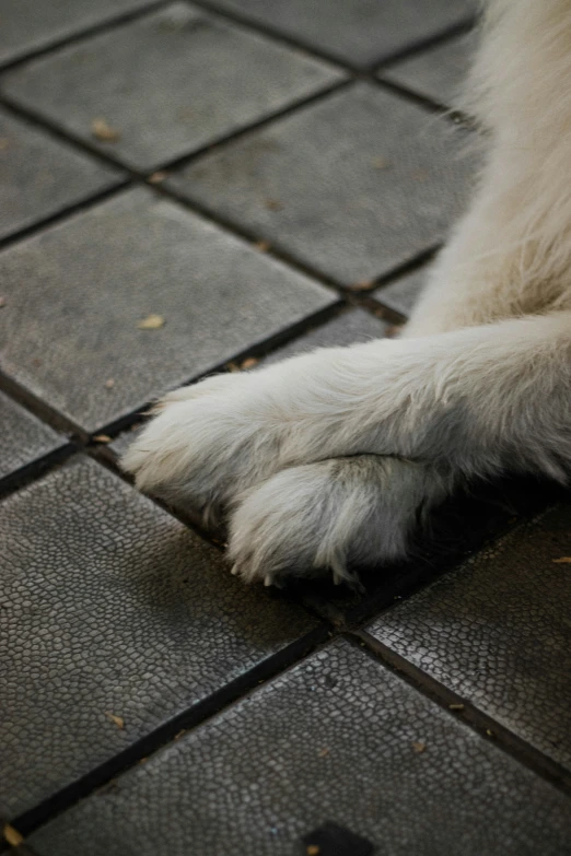 a dog that is sitting down on the ground