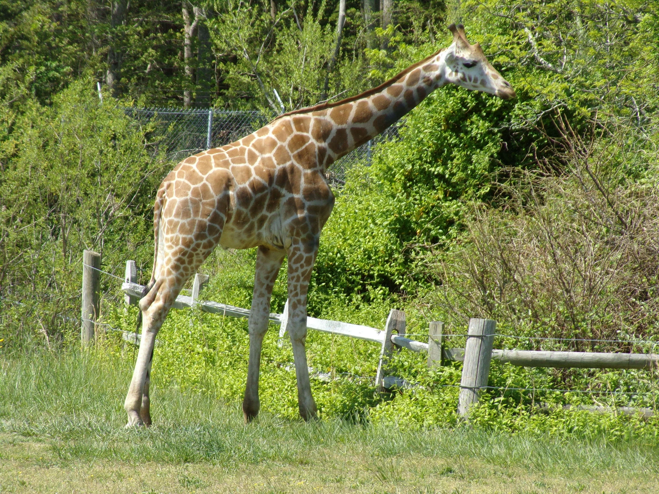 a giraffe looks around for food on the ground