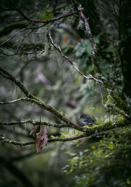 two small birds perched on trees with green mossy nches