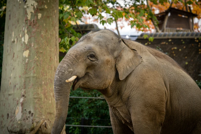 an elephant in its pen with its trunk up