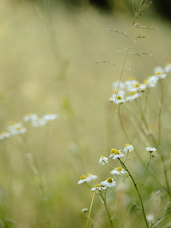 white flowers are seen in the background as the grass is tall