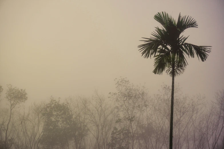 a tall palm tree standing in the middle of trees