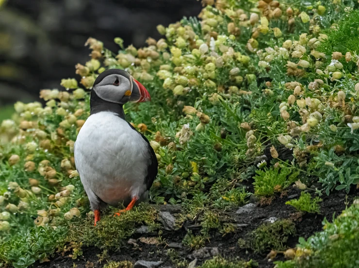 a bird that is sitting on some green vegetation