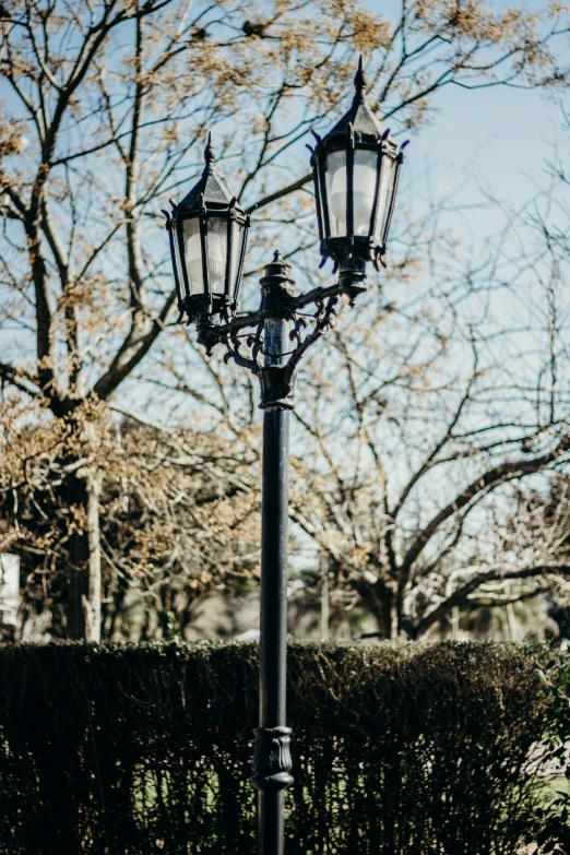 streetlight post on sidewalk near large leafy tree