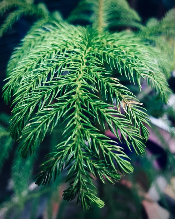 close up of a pine tree nch in the sunlight