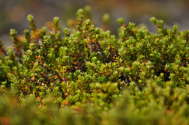 a close up picture of a bunch of small leaves