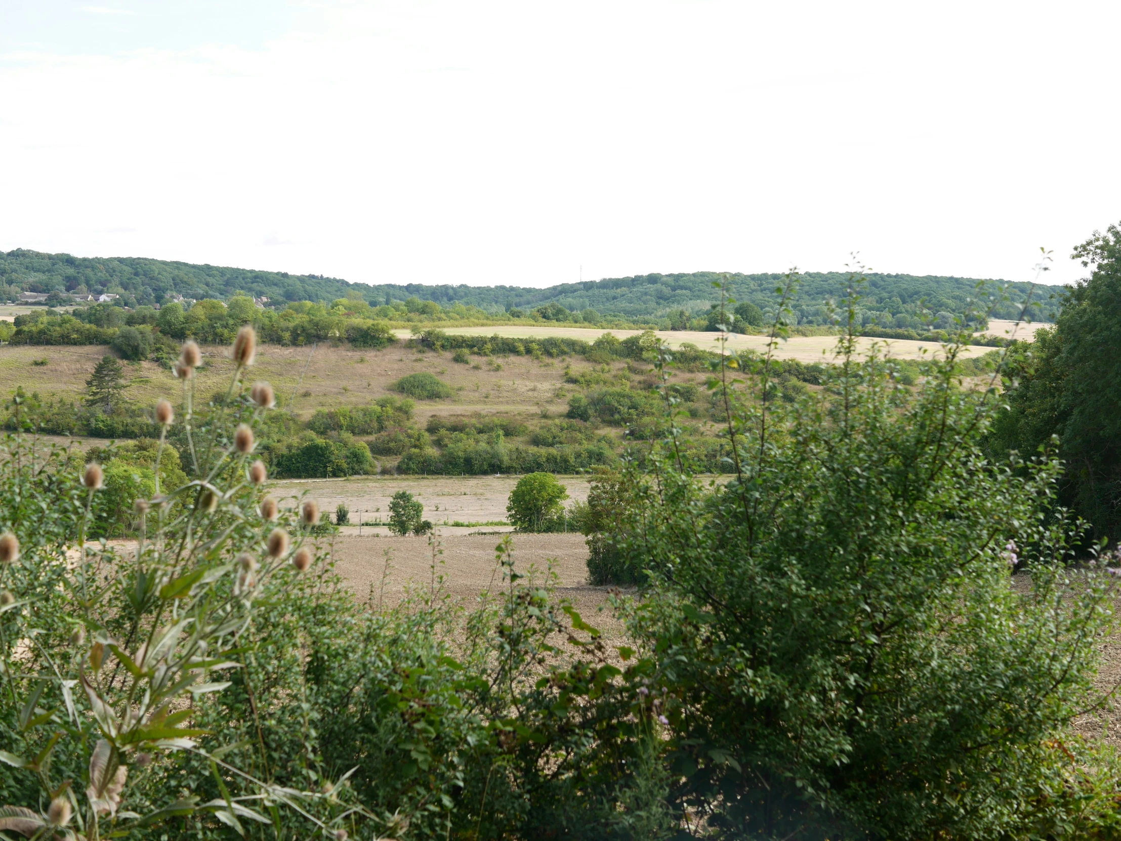 a small herd of animals on a dry grass covered plain