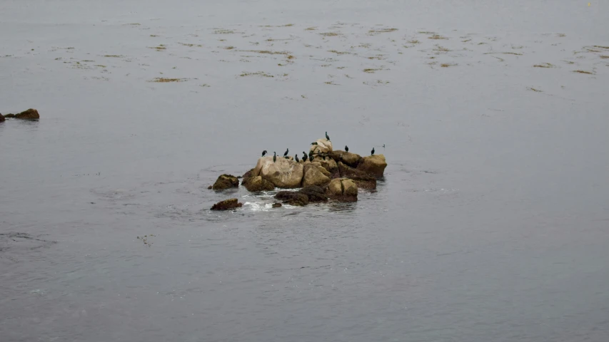 there are many birds that are sitting on rocks in the water