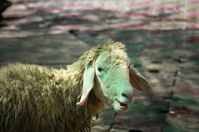 a wooly lamb stands on an area in the sun