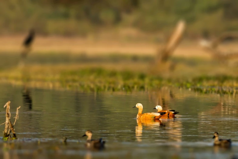 there is a group of ducks floating in the water