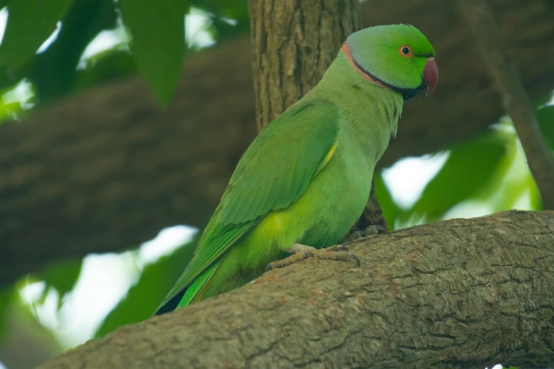 green bird perched on tree limb in trees