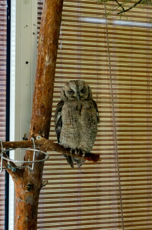 an owl perched on the side of a pole near a window