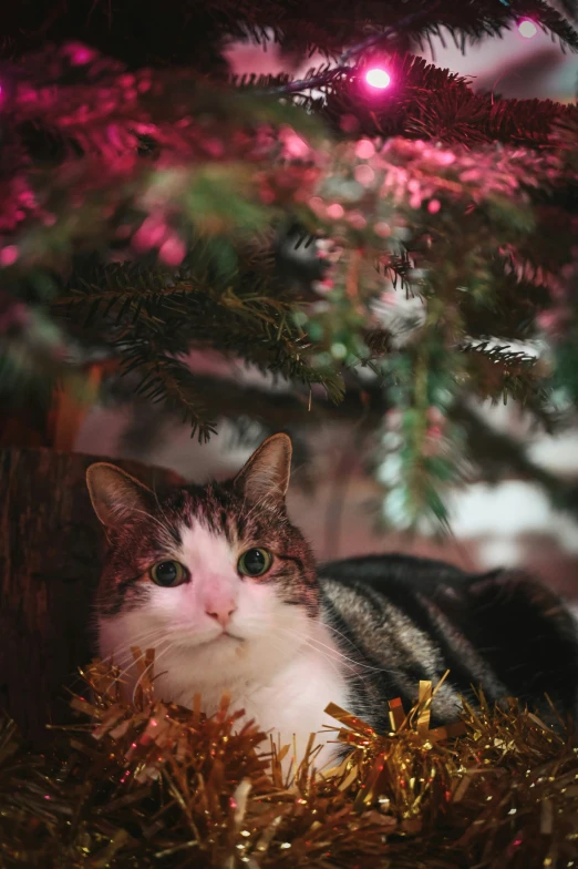 a small kitten sits under the christmas tree