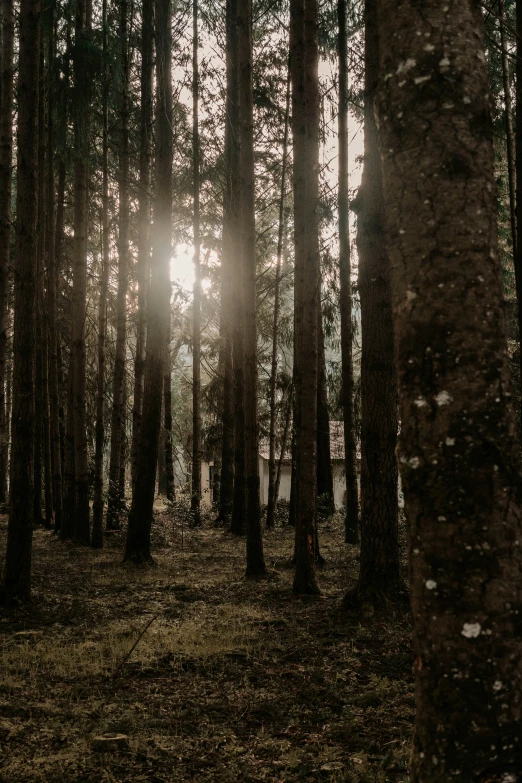 the sunlight is shining through the trees in a wooded area