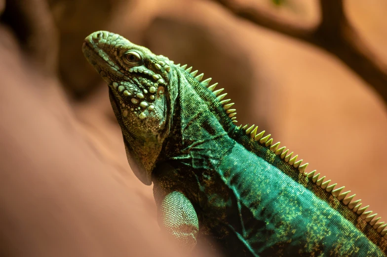 a close up po of a lizard on a cushion