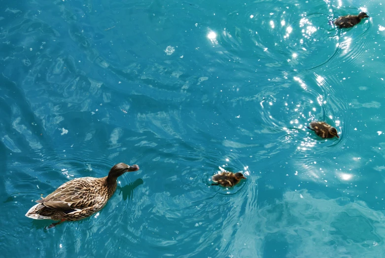 the three ducks are in the water together