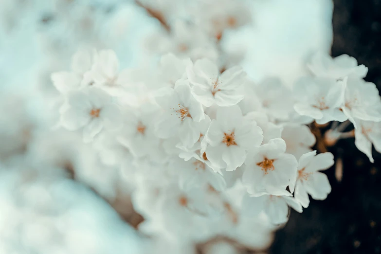 a small white tree with many flowers