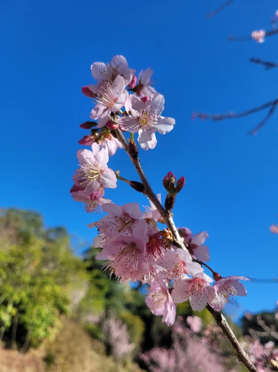 small purple flower on a tree with blue sky background