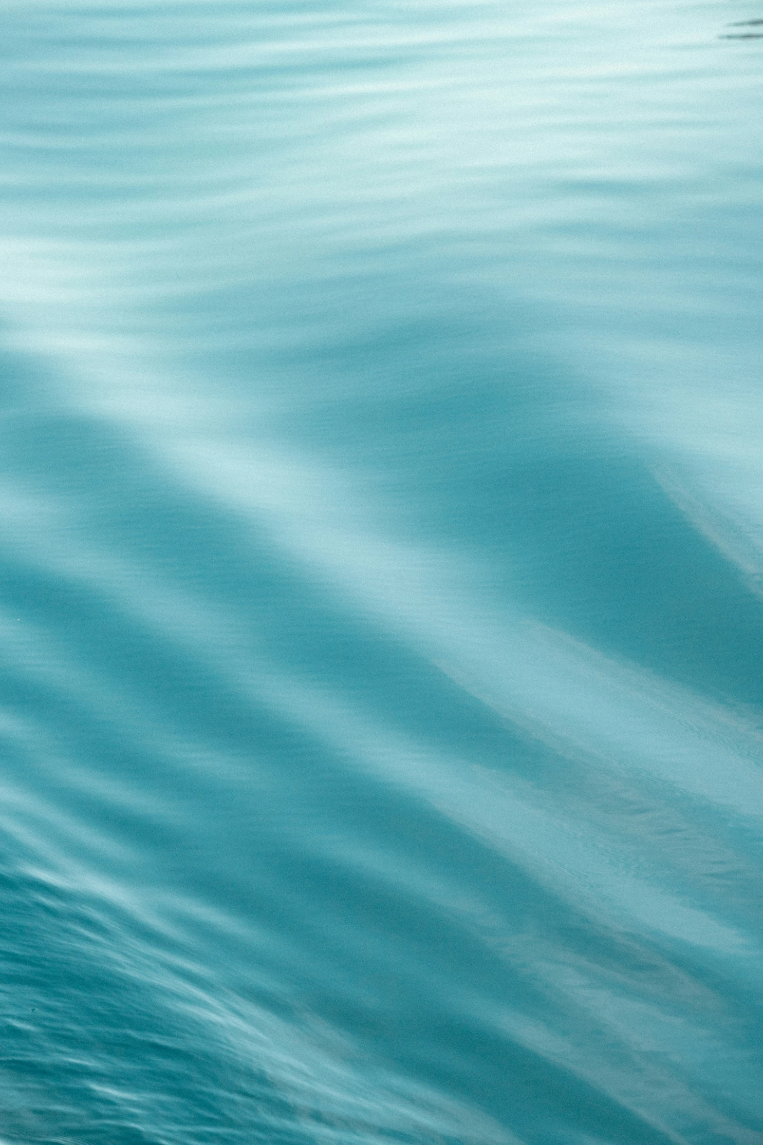 a group of ducks swimming across a body of water