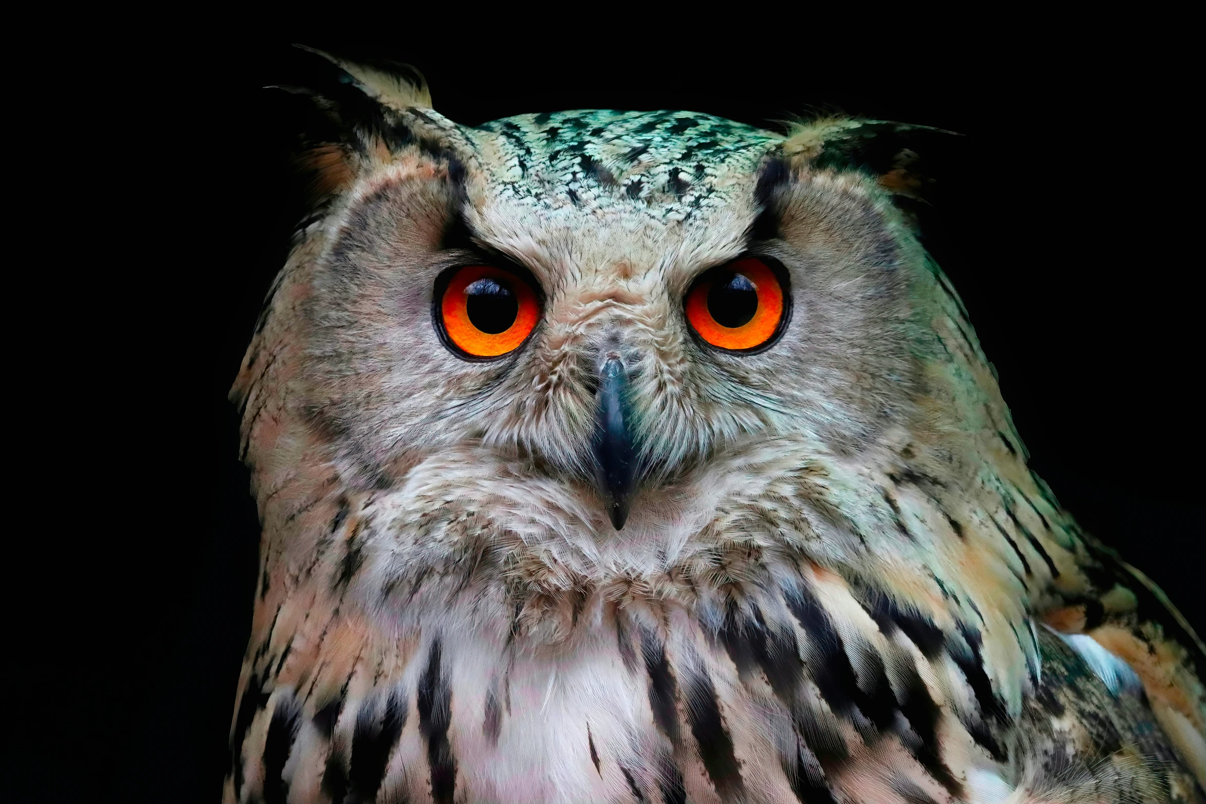 an owl with an orange eye staring towards the camera