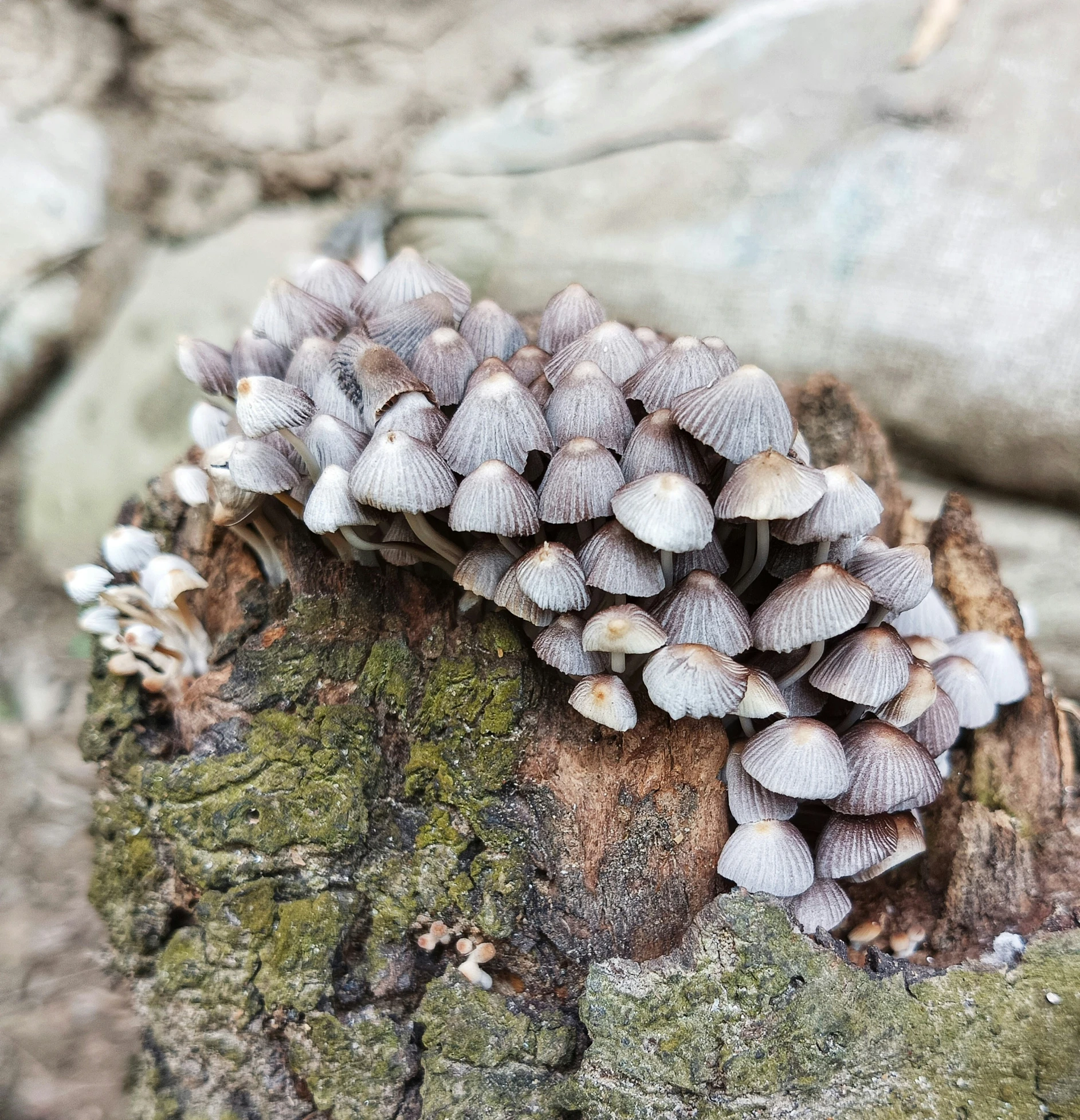 the mushrooms on the rocks are already grown