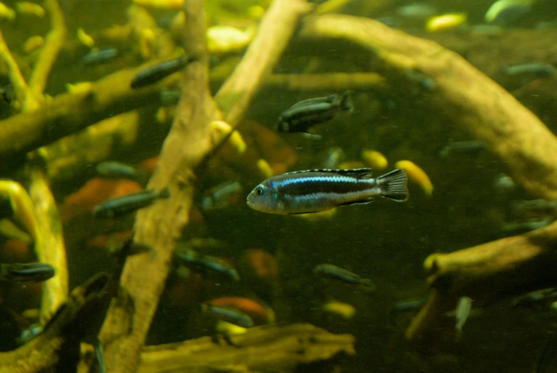 a group of fish swim near some dead trees