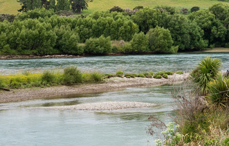 an animal stands on the bank of a river