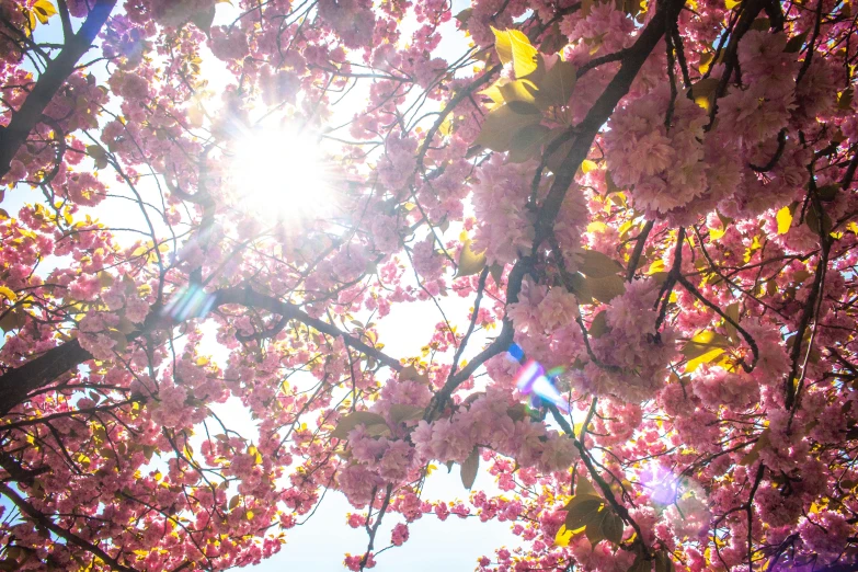 sun peaking through nches with flowers on them