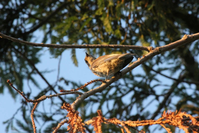 a bird sitting on a tree nch with leaves