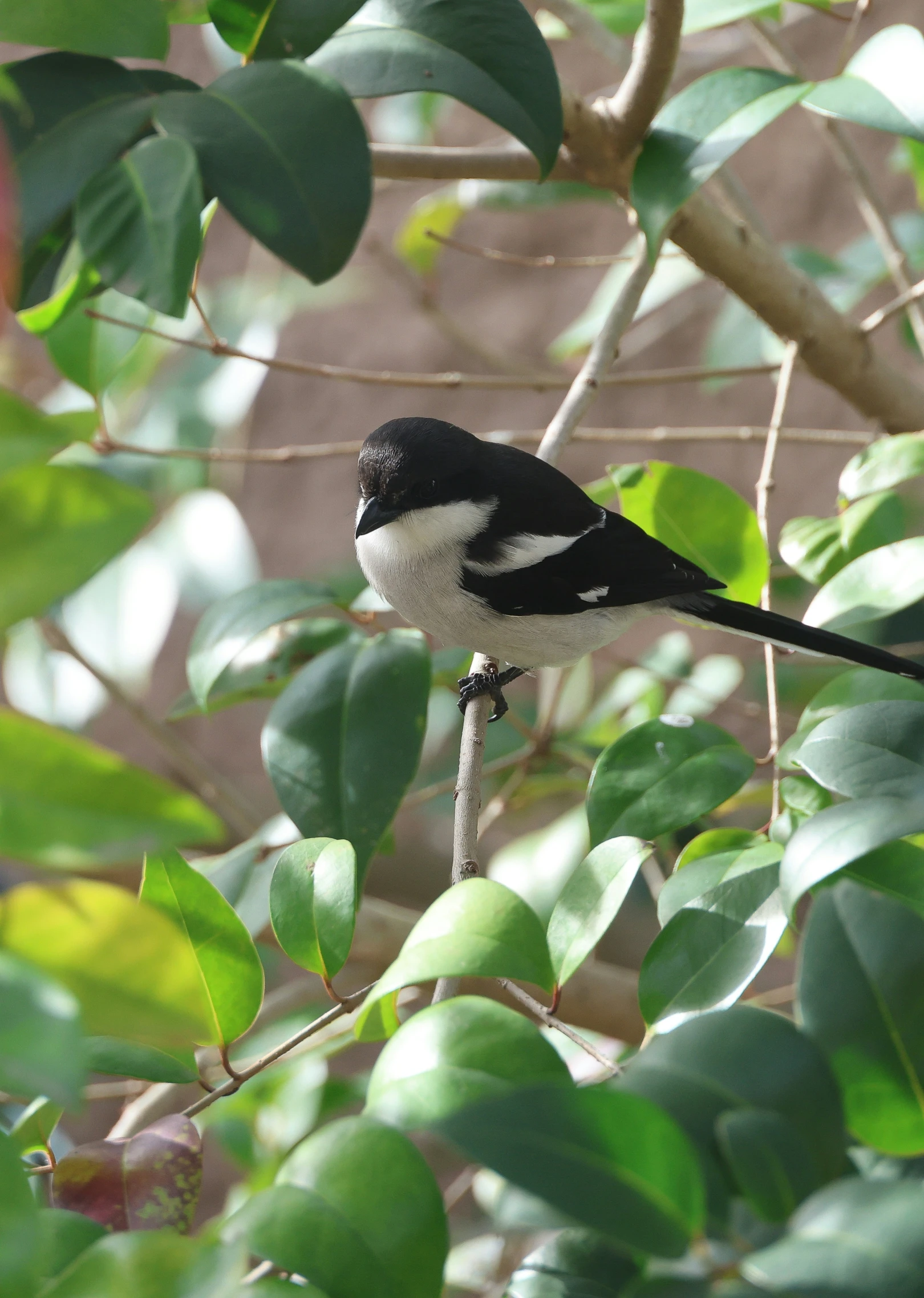 small black and white bird sitting in a tree