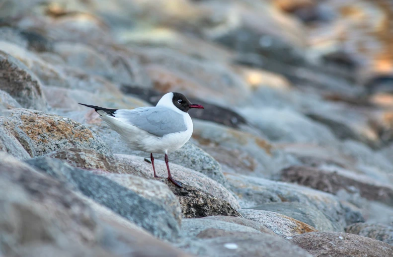 two seagulls standing on rock formations together