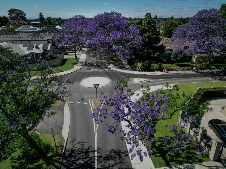 a view looking down on a street in a residential area with a lot of purple trees